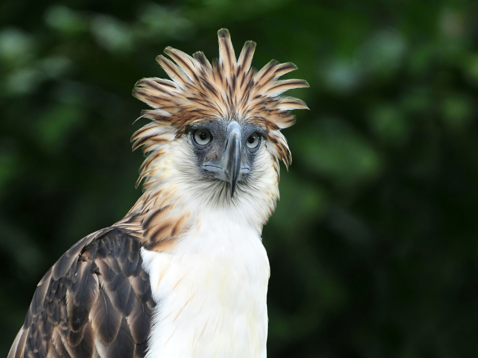 Philippine eagle